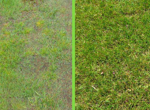 Image showing yard before and after using SeptiBlast? septic tank cleaner