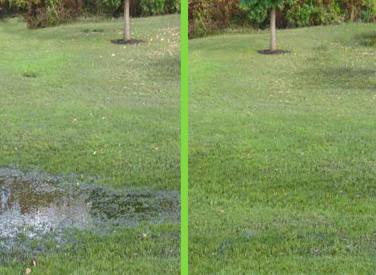 Image showing yard before and after using SeptiBlast? septic tank cleaner
